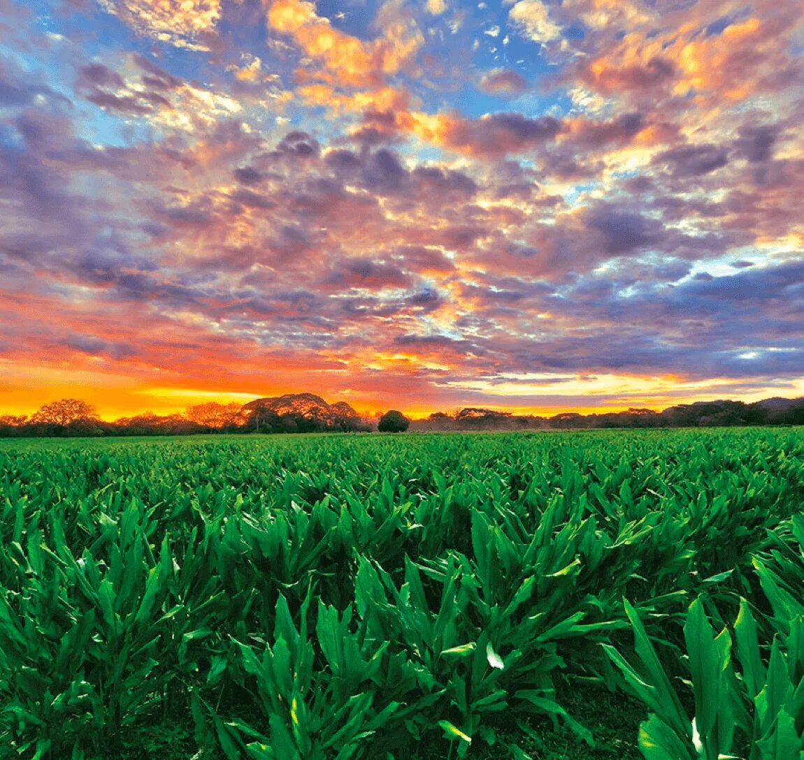 Turmeric Field